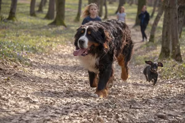 Para cuidar da saúde do cachorro Bernese, exercícios são fundamentais