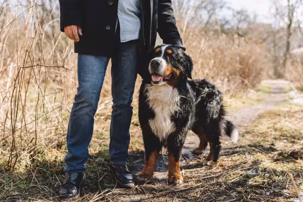 Cachorro Bernese é muito disciplinado e obediente