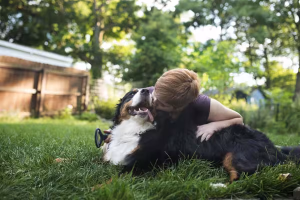 Raça Bernese tem um enorme apreço pela família