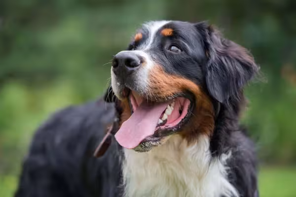 Para ter um Bernese, preço pode chegar a R$ 10 mil em alguns canis