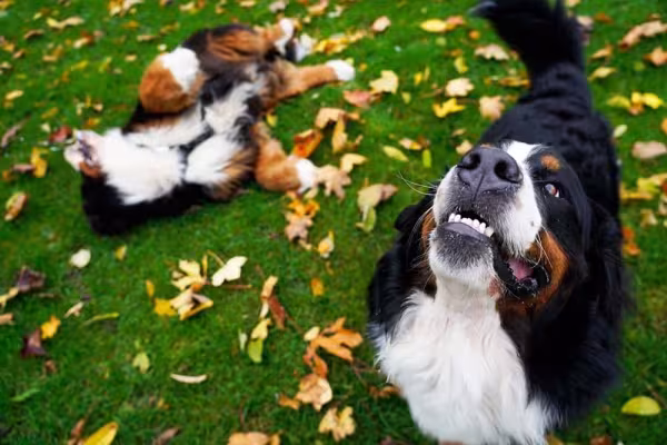 Quanto mais Bernese, melhor para a casa!