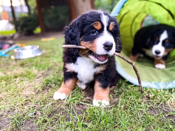 Brincadeiras com Bernese ajudam no seu desenvolvimento