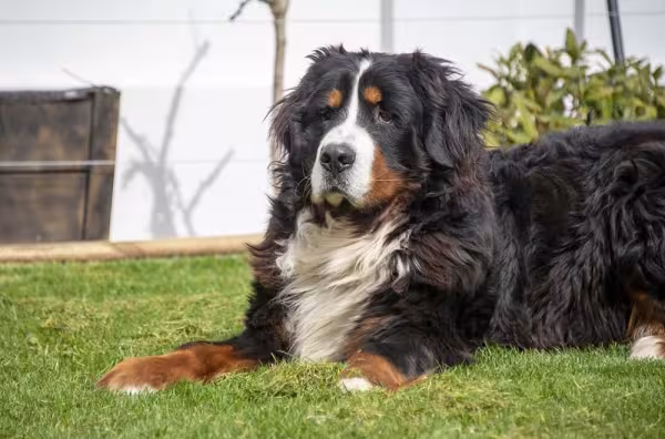 O cachorro Bernese não gosta de ficar muito tempo sozinho