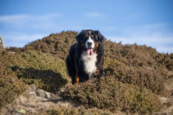Com o Bernese não tem tempo ruim!