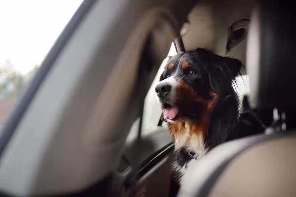 Viajar com cachorro Bernese é uma experiência única