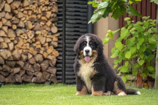 Bernese: cachorro não precisa de banhos tão frequentes quanto outras raças