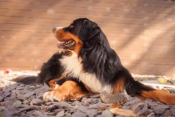 Os cuidados com Bernese não são difíceis