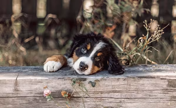 O filhote de cachorro Bernese precisa de atenção e carinho nos primeiros meses