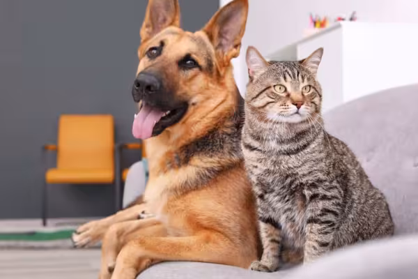 Cães e gatos: esses inimigos de séculos