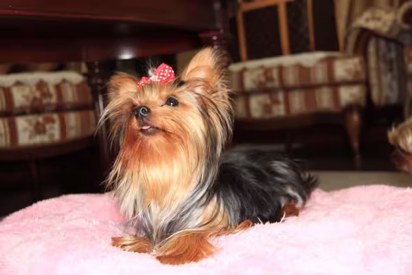 Deusas gregas podem ser inspiração de nome para cachorra fêmea pequena Yorkshire: Gaia ou Hera
