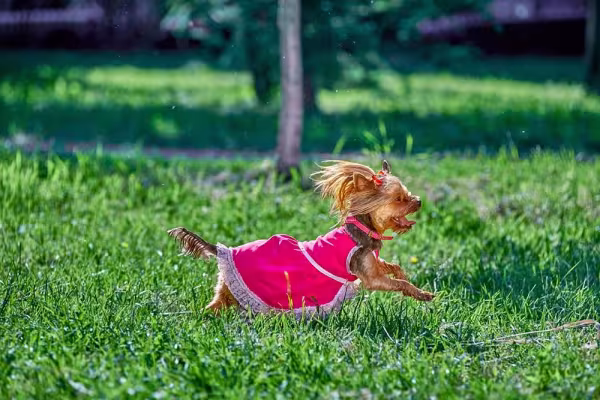 Deusas gregas podem ser inspiração de nome para cachorra fêmea pequena Yorkshire