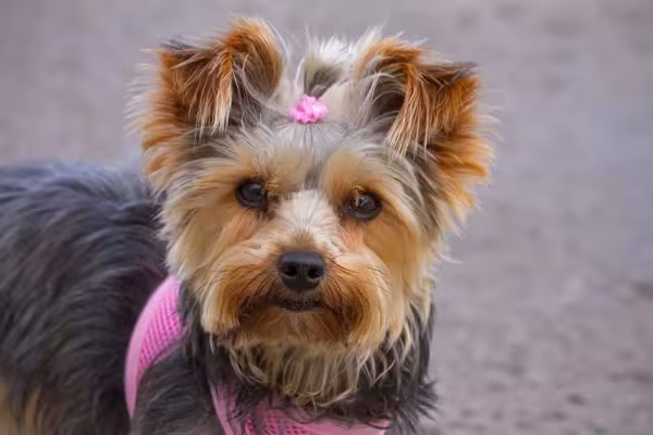 Inspiração de nome para cachorra fêmea: deusas gregas como Atena ou Afrodite