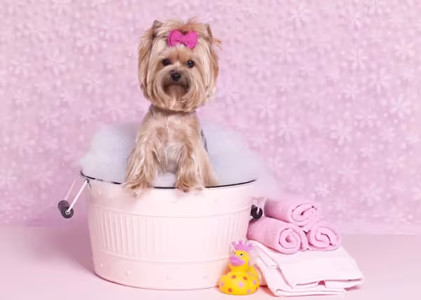 Nome para cachorro pequeno fêmea Yorkshire: raça merece mesmo mimo de uma diva como Rihanna.