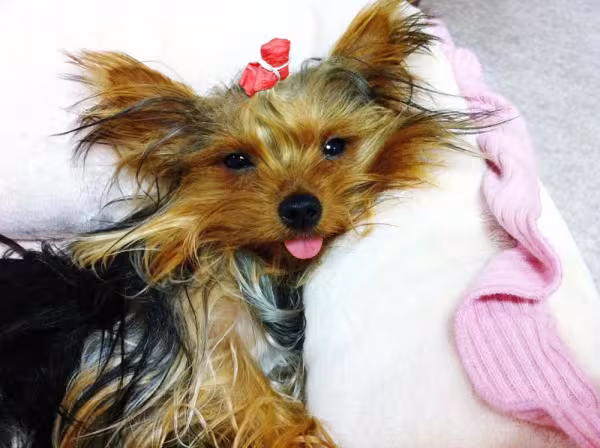Há vários lindos nomes para cachorro pequeno fêmea Yorkshire: Flor, Princesa e Jasmin são clássicos.