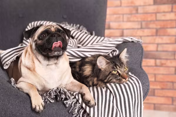 Cães e gatos: quando ensinados a conviver em paz, essas espécies viram grandes amigas