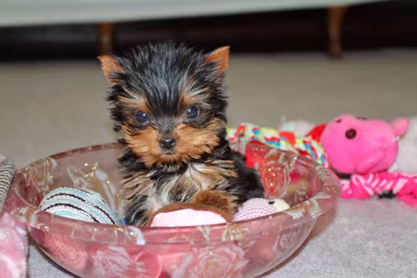 Nomes para cachorro pequeno: quanto menor, melhor do dog vai assimilar quando é chamado!