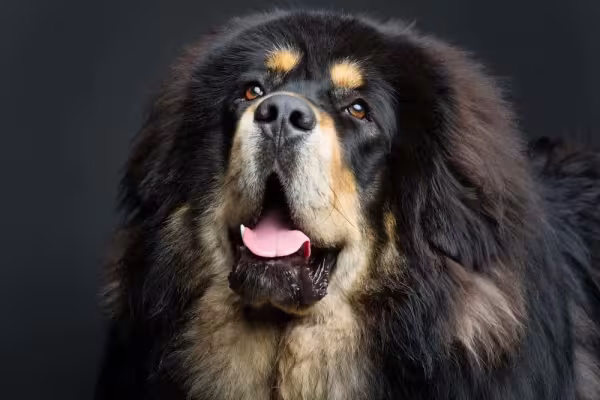 O Mastim Tibetano é um cachorro independente e de personalidade forte