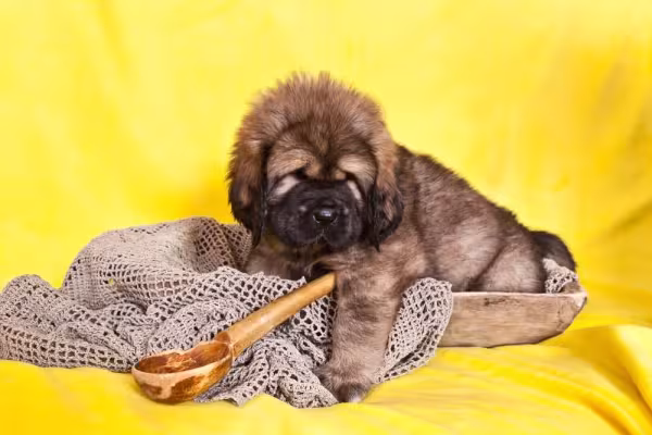 O fihote do cachorro Mastim Tibetano tem um crescimento super acelerado