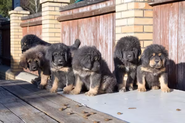 Com menos de 1 ano, o filhote de cachorro Mastim Tibetano já tem mais de 30 cm de altura