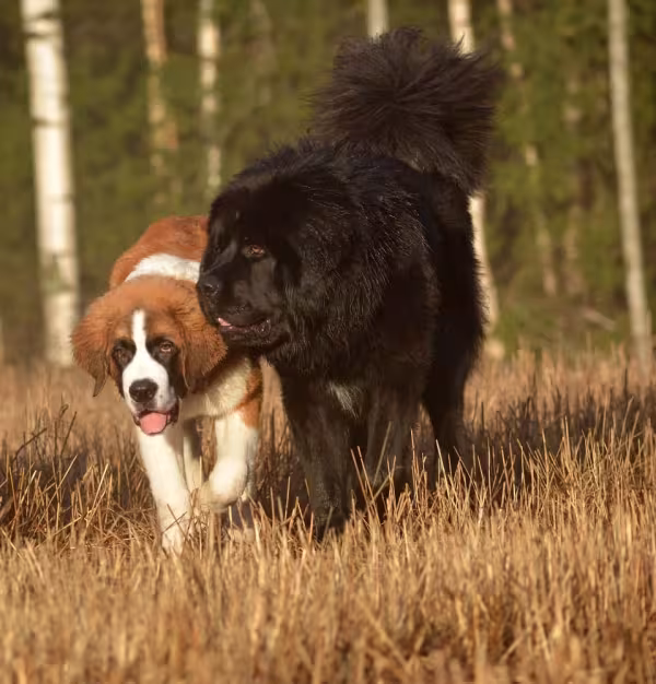 A socialização é importante para o cachorro Mastim Tibetano se dar bem com outros animais