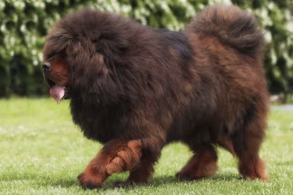 O Mastim Tibetano tem uma juba que o deixa parecido com um leão