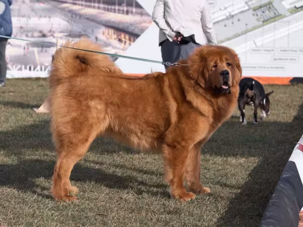 O Mastim Tibetano chama a atenção por onde passa