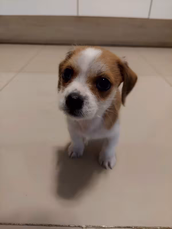 Mistura de raças de cachorro filhote, o Bidu, do Guilherme Kuhn casa o Shih Tzu com Dachshund