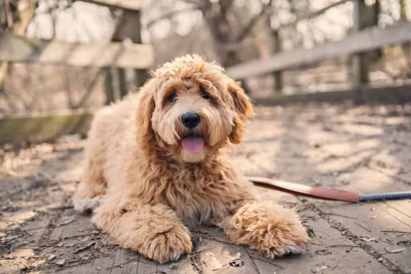 Labradoodle: Essa é uma famosa mistura de raças de cachorro