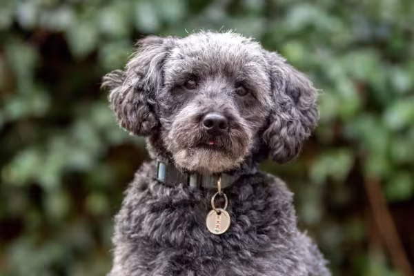 Schnoodle: Essa mistura de raça de raça de cachorro também é outra raridade