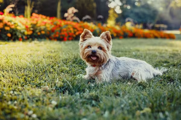 O cachorro Yorkshire é pequeno, peludo e um ótimo companheiro
