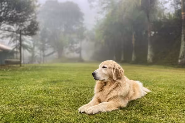 Golden Retriever: cachorro tem um grande coração