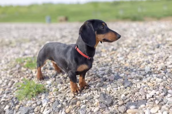 Dachshund: o cachorro salsicha é um dos mais amados em todo o mundo