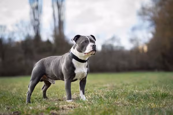 Staffordshire Bull Terrier: cachorro tem uma afinidade e tanta com crianças