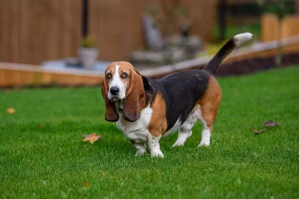 Raça Basset Hound tem o corpo de salsichinha igual ao Dachshund