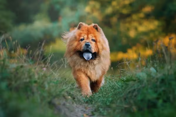 O Chow Chow, apesar da aparência fofa, tem um comportamento dominante