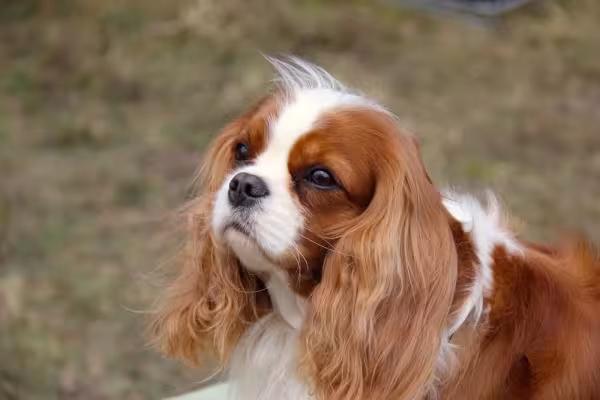 O Cavalier King Charles Spaniel é um amigo para todas as horas