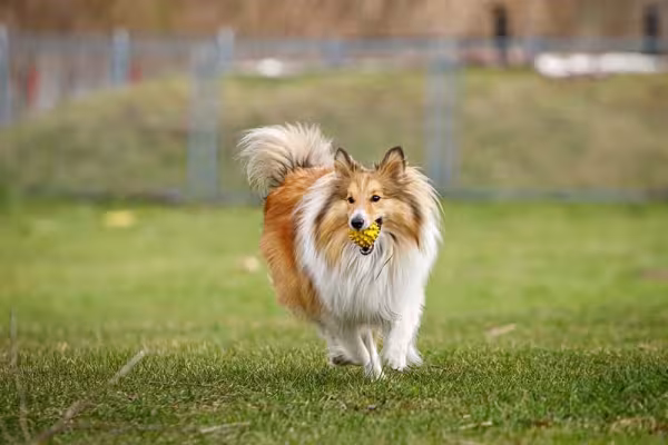 Pastor-de-shetland: cachorro é inteligente e ótimo para pastoreio