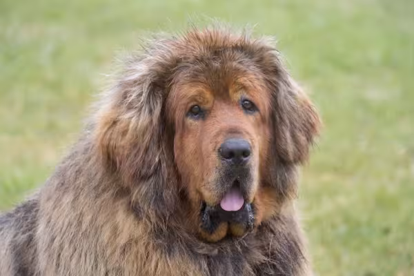 O Mastim Tibetano faz sucesso, mas é bem caro