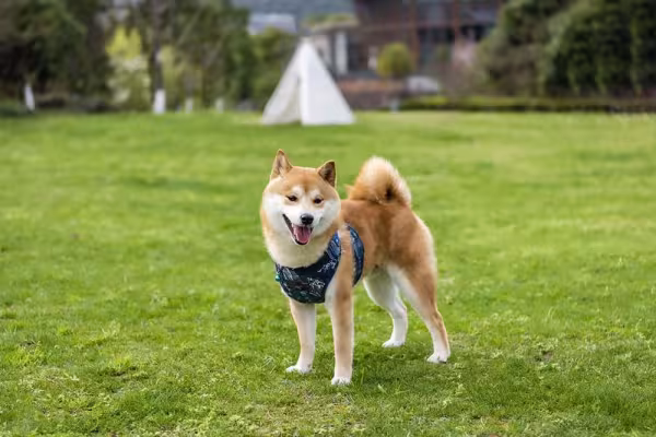 A raça Shiba Inu é menor do que o Akita