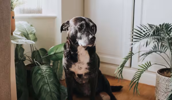 O cachorro vira-lata tem um cantinho especial em nossos corações