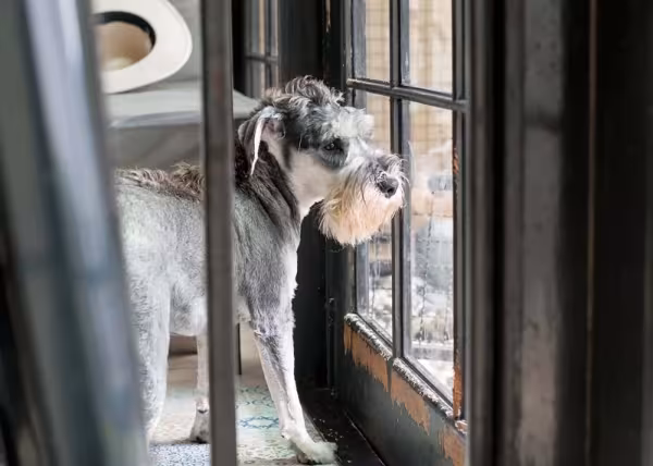 Além de cão de companhia, o Schnauzer é um ótimo vigilante