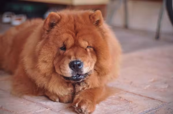 Mesmo sendo um bom cachorro para apartamento, Chow Chow é teimoso
