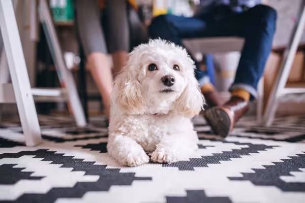 Cachorros pequenos e fofos da raça Bichon Frisé precisam de cuidados com os pelos