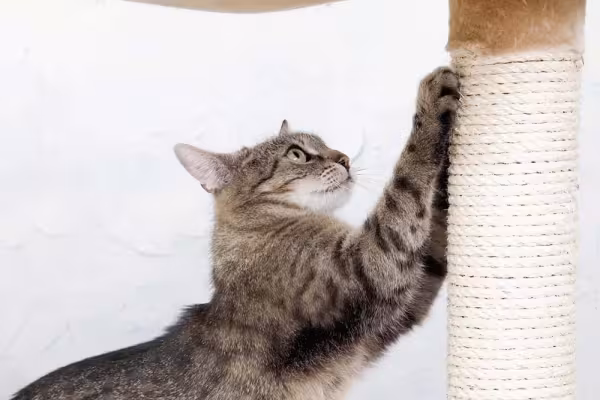 Arranhadores para gatos também estimulam exercícios.