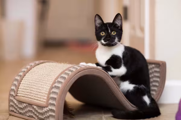 Existem muitos modelos de arranhadores para gatos.