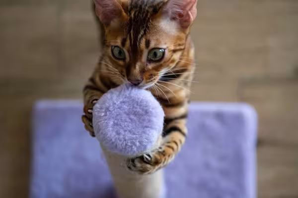 Repelente caseiro para gatos: não arranham o sofá e procuram logo o arranhador.