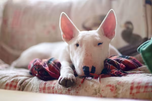 Bull Terrier deitado no sofá