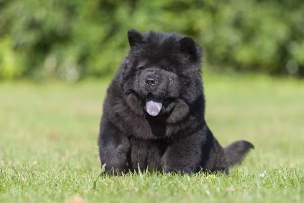 Chow Chow pequeno não existe, mas o filhotinho é muito fofo e amigável