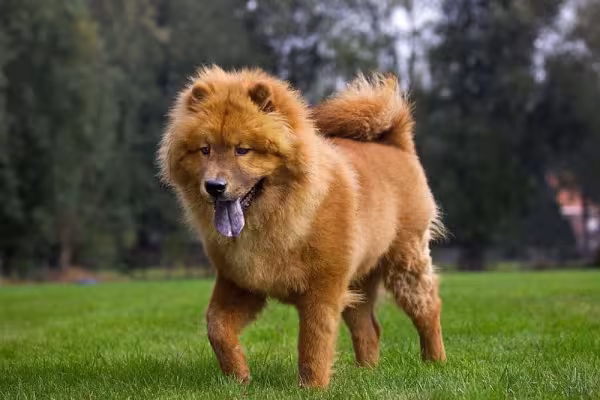As imagens de Chow Chow mostram um lado