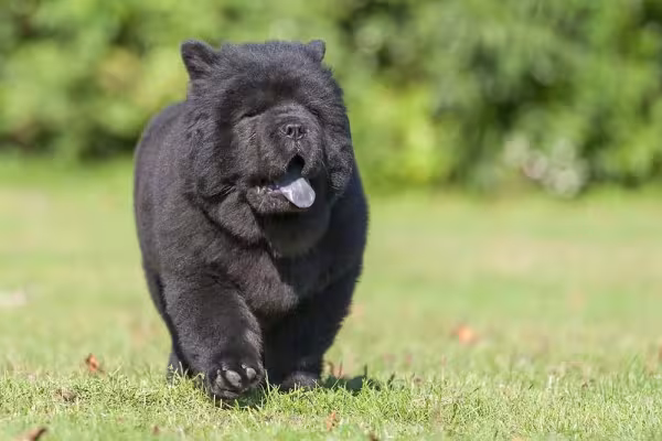 Chow Chow: brasileiros, no geral, precisam se acostumar com o temperamento forte da raça